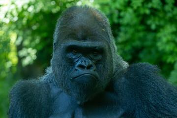 Western lowland gorilla silverback portrait. Bronx Zoo, New York. © Yan
