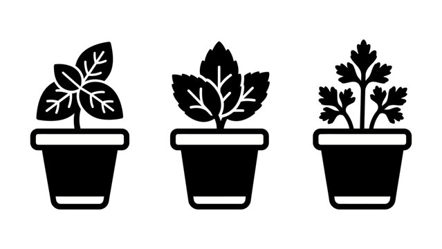 Potted culinary herbs icon set, basil mint and parsley silhouette elements, for indoor garden or recipe design, solid black style , vector illustration