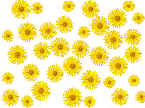 Many yellow Doronicum flowers