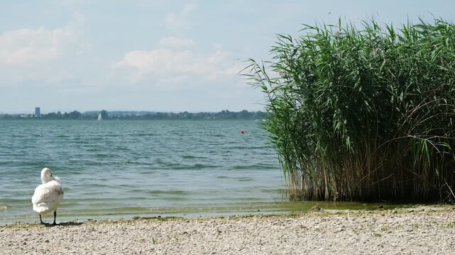 Natur in der Schweiz am Greifensee in Uster, See Ufer mit Schilf Pflanzen im Sommer