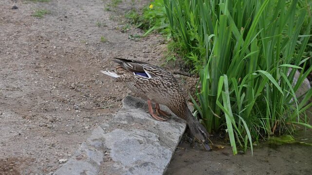 Real-time close view of wild ducks catching small insects in river water with gentle beak movements surrounded by vibrant summer foliage.