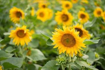 Fototapeta premium Horizontal shot of a field of blooming yellow sunflowers with one prominent flower in focus against a softly blurred natural backdrop.