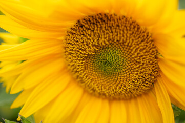 Naklejka premium Horizontal macro shot focusing directly on the detailed geometric center core and bright yellow petals of a blooming sunflower.