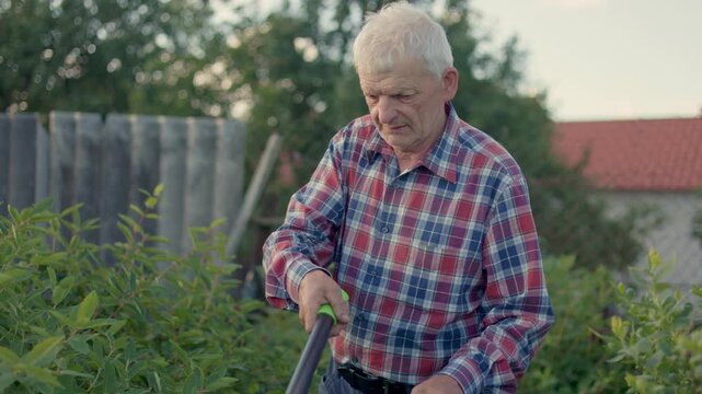 An elderly gardener in a plaid shirt uses large loppers to carefully prune green shrubs in the backyard. This senior man maintains his garden and takes care of plants on a sunny summer day.