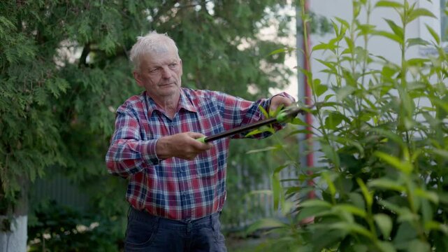 Sharp blades cut leafy twigs to improve the yard look.The video highlights organic plant care in the quiet countryside.An experienced grower works outdoors to maintain a beautiful hedge