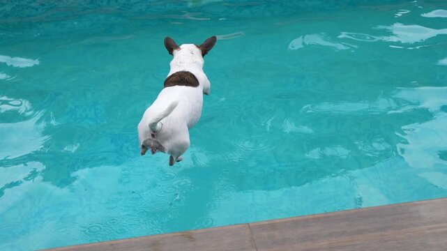 Slow motion shot of a cute Jack Russell terrier dog running on the edge, jumping into a backyard swimming pool with a big splash, and swimming in clear turquoise water