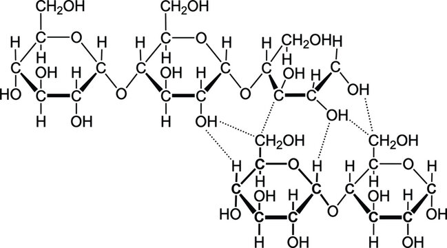 Cellulose chemical structure diagram showing glucose polymer chains linked by glycosidic bonds and stabilizing hydrogen bonds vector illustration