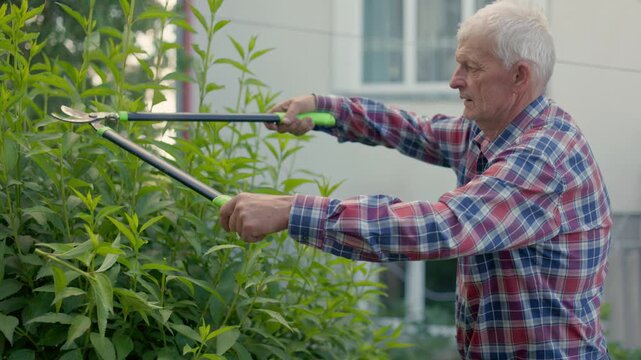 An elderly man in a plaid shirt prunes green bushes.The video captures a professional gardener holding long hedge shears.The senior farmer carefully trims overgrown branches in the garden.