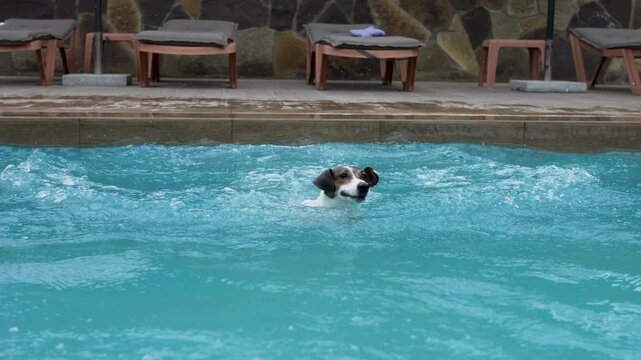 Jack Russell terrier dog jumping into swimming pool and swimming towards camera slow motion.
