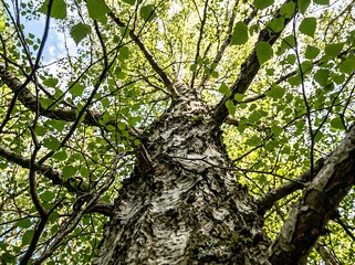 Fototapeta premium Tall Tree with Lush Green Foliage in Forest.