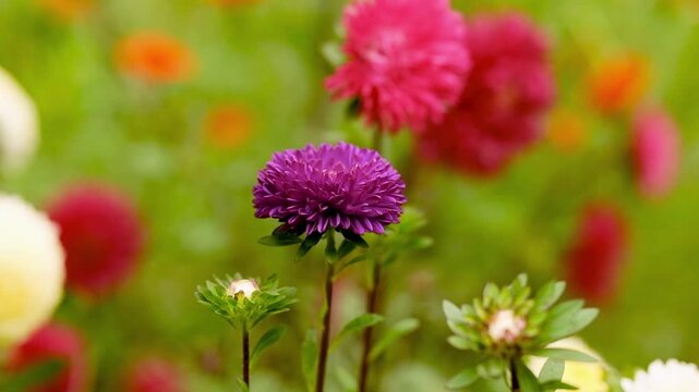 Beautiful purple aster flower blooming on a field with colorful blurred background