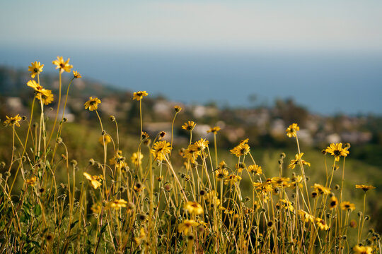 Yellow wildflowers at Top of the World, Laguna Beach, California