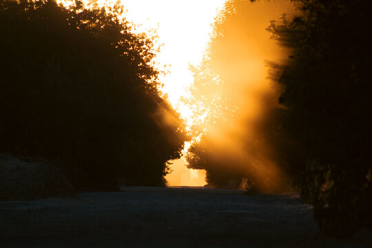 Golden sun rays breaking through trees over a misty path at sunrise