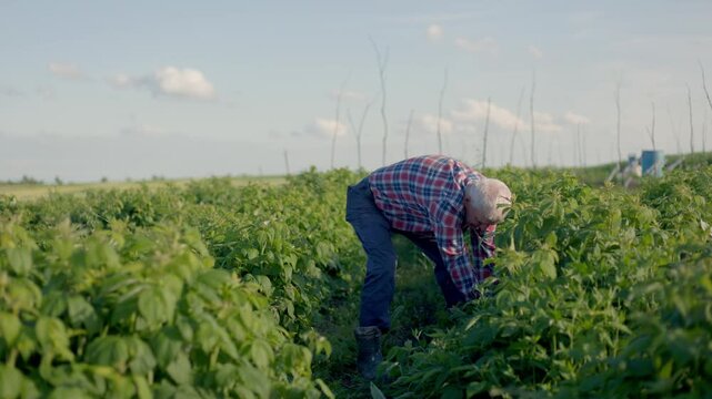 An elderly man in a plaid shirt carefully inspects a lush green raspberry field.The camera captures the dedicated farmer examining the berry bushes under a clear sky.