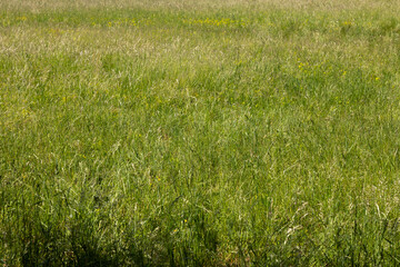 Obraz premium dettagli dell'erba alta, verde ed incolta in un campo in un ambiente naturale di campagna, di giorno, in primavera