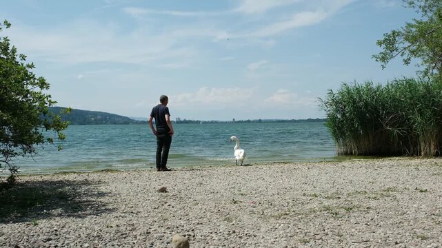 Ann&auml;herung zwischen Mensch und Tier, ein Schwan verteidigt sein Revier mit Fauchen weil sich ein Mann zu nahe ann&auml;hert