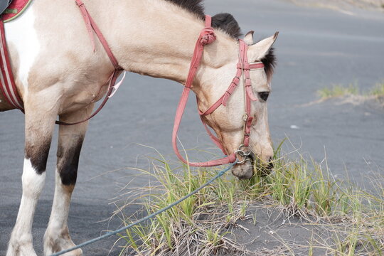 Close-up of a saddled horse grazing on grass in the volcanic landscape of Bromo Tengger Semeru National Park, Indonesia.