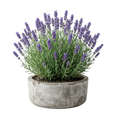 Fototapeta premium Fresh purple lavender plant in a concrete pot