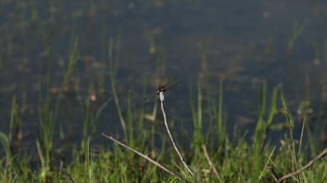 libellula ferma su un ramo in un ambiente naturale, di giorno, che alla fine spicca il volo, video macro al rallentatore