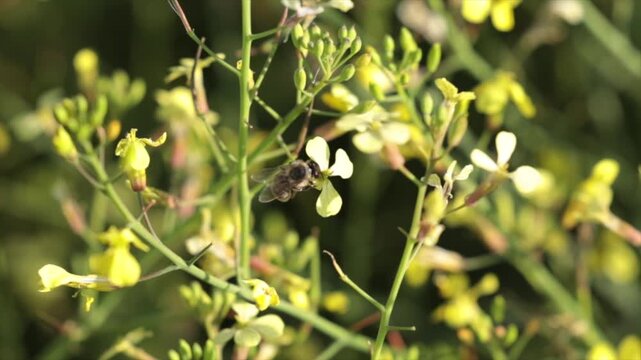 ape che prende il polline dai fiori gialli di una pianta e poi vola via, di giorno, in primavera, video al rallentatore