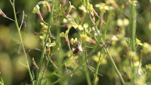 ape che prende il polline dai fiori gialli di una pianta e poi vola via, di giorno, in primavera, video al rallentatore