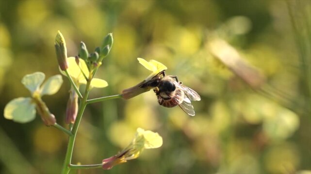 ape che prende il polline dai fiori gialli di una pianta e poi vola via, di giorno, in primavera, video al rallentatore