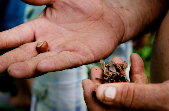 A local Turkish farmer holding a hazelnut and husk on his farm near the Black Sea in Turkey