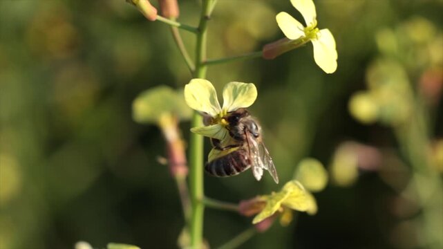 ape su un piccolo fiore giallo e alla fine vola via, ambiente naturale di giorno, in primavera, video macro al rallentatore