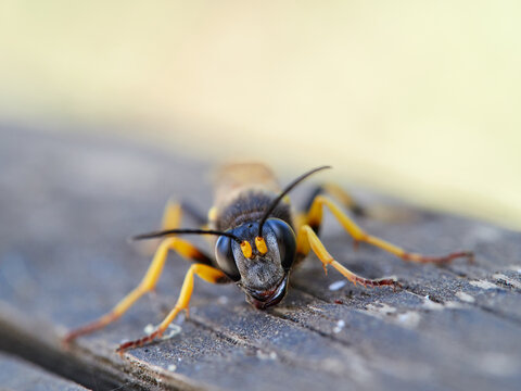 mud-dauber wasp Sceliphron