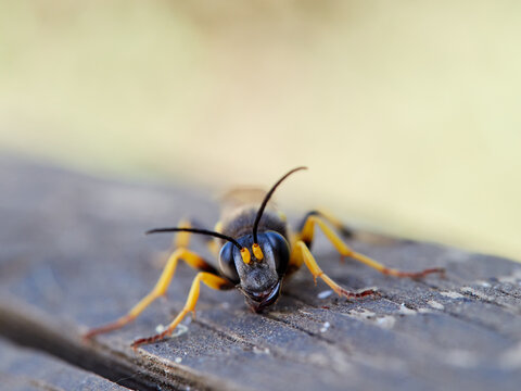 mud-dauber wasp Sceliphron