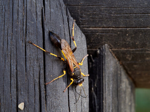 mud-dauber wasp Sceliphron