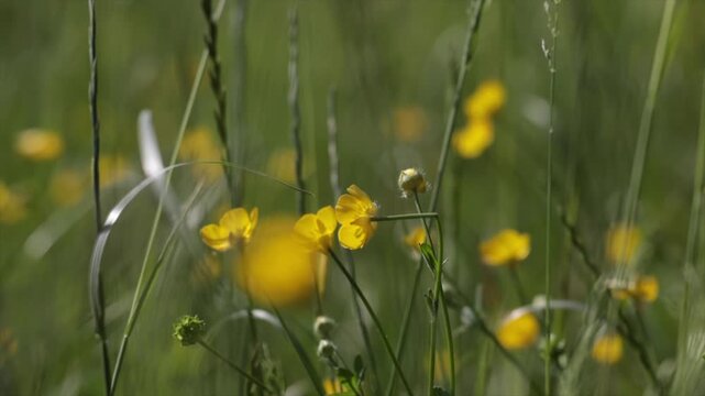fiori gialli ed altre sottili piante erbacee in un campo naturale, mosse dal vento, di giorno, in primavera, video macro in tempo reale