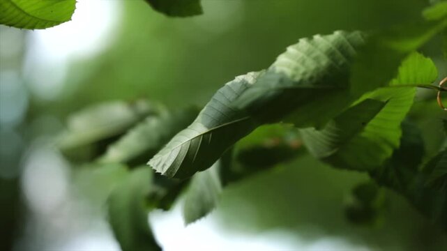 foglie verdi sui rami di un albero che vengono mosse lentamente dal vento, di giorno, in un ambiente naturale, in primavera, video macro al rallentatore