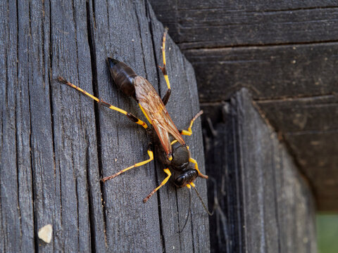 mud-dauber wasp Sceliphron