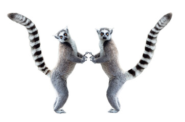 Fototapeta premium Two funny ring-tailed lemurs standing isolated on white background.