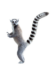 Fototapeta premium lemur isolated on white background