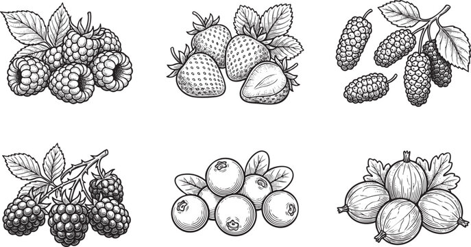 Berry Collection Chart Engraving, Hand-Drawn Vector Strawberry Raspberry Blackberry Blueberry Mulberry Gooseberry Infographic.
