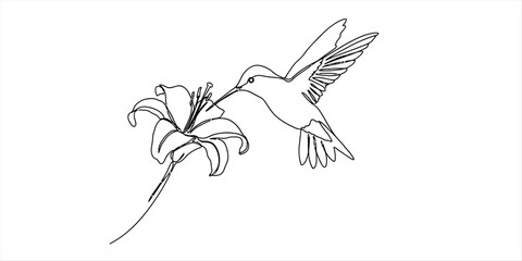 Hummingbird flying and drinking nectar from a lily flower line art drawing Vector, illustration © Ranjona Vector Art