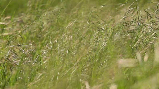 vento che muove  i fili d'erba alta e di altre piante erbacee cresciute spontaneamente in un campo, in un ambiente naturale di campagna, in primavera, video macro al rallentatore