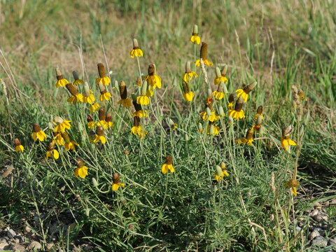 Blooming Mexican Hat (Ratibida columnifera) Wildflowers in Boulder, Colorado