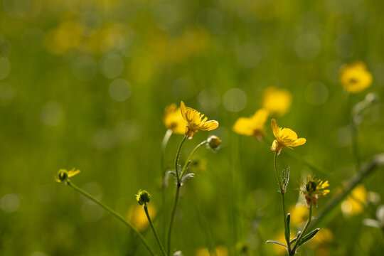fiori gialli, di giorno, in primavera, in un campo di erba e piante varie e selvatiche