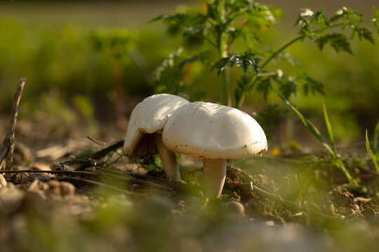 coppia di funghi dal berretto di colore bianco e concavo, cresciuti su un terreno naturale di campagna, in Italia