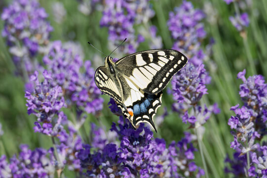 Old World Swallowtail or common yellow swallowtail (Papilio machaon) sitting on lavender in Zurich, Switzerland