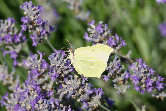Common brimstone butterfly (Gonepteryx rhamni) sitting on lavender in Zurich, Switzerland