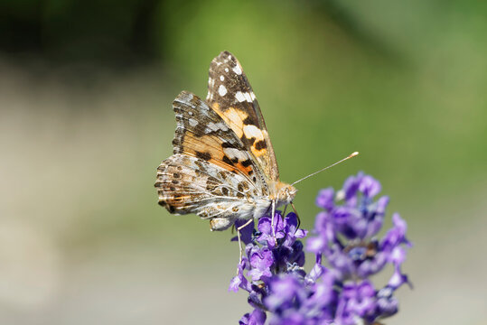 Painted Lady (Vanessa cardui) butterfly perched on lavender in Zurich, Switzerland
