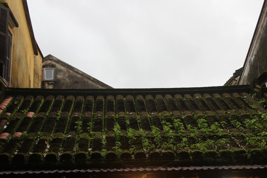Ancient weathered tile roof covered in green moss with old houses under grey skies.