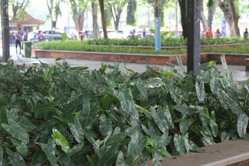 Lush vibrant green philodendron foliage in a decorative outdoor landscaped garden. © HD Metaflow