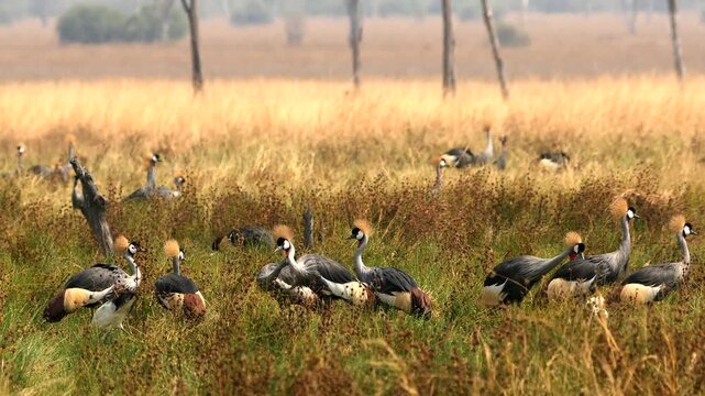 large number of grey crowned crane, Balearica regulorum, gather in Zambia in savannah 035