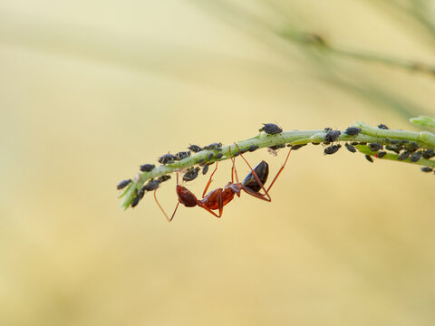 Symbiotic relationship between ants and aphids. mutualism