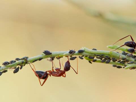 Symbiotic relationship between ants and aphids. mutualism